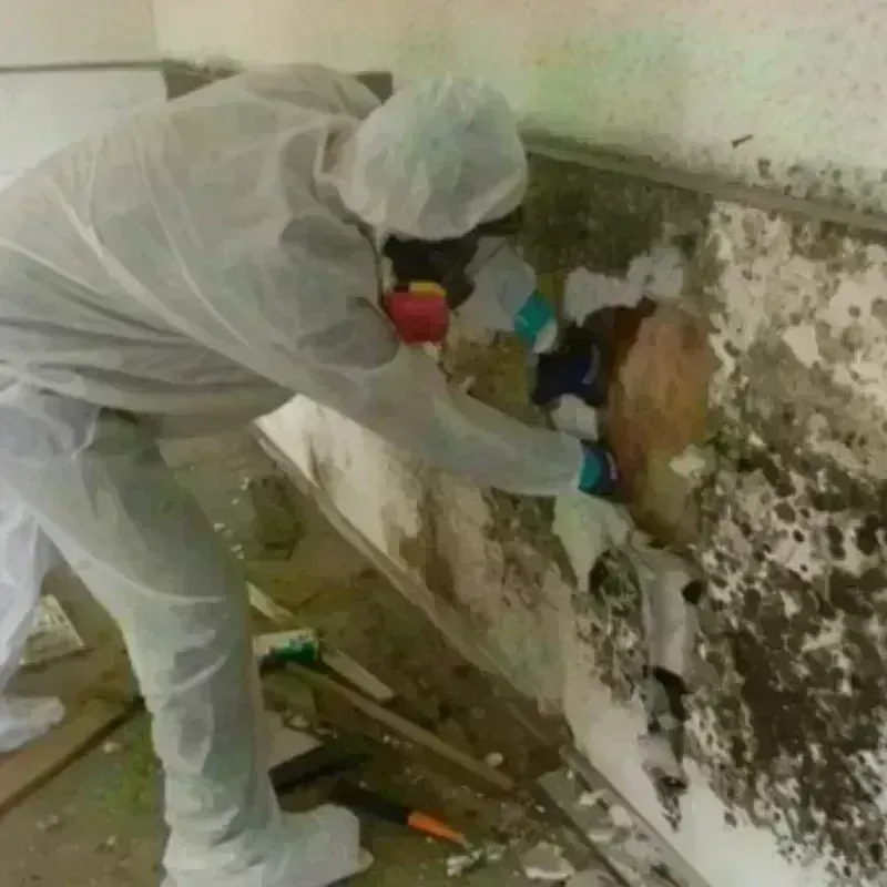 Mold Remediation and Removal in Doniphan County, KS